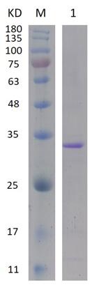 12% SDS-PAGE analysis profiles of purified PA5253-29-282 (CBB stained).